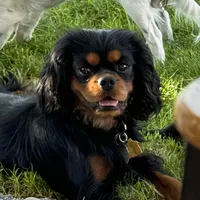 Diesel , a male Cavalier King Charles Spaniel for sale in Wadsworth, NV – Photo 5 of 6