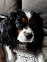 Diesel , a male Cavalier King Charles Spaniel for sale in Wadsworth, NV – Photo 6 of 6