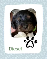 Diesel , a male Cavalier King Charles Spaniel for sale in Wadsworth, NV – Photo 2 of 6