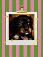 Diesel , a male Cavalier King Charles Spaniel for sale in Wadsworth, NV – Photo 4 of 6