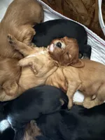 Gunner, a male Cavalier King Charles Spaniel for sale in Wadsworth, NV – Photo 4 of 4