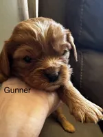 Gunner, a male Cavalier King Charles Spaniel for sale in Wadsworth, NV – Photo 2 of 4
