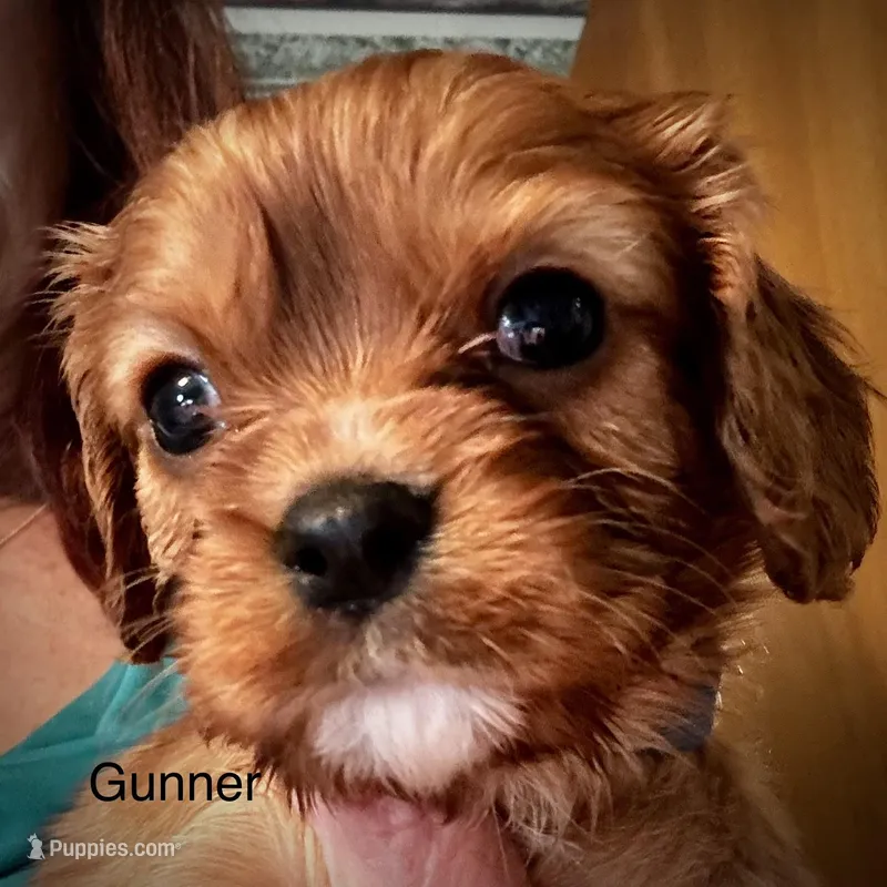 Gunner – Cavalier King Charles Spaniel puppy for sale in Wadsworth, NV