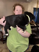 Yellow Collar , a male Border Collie and Labradoodle for sale in Madrid, IA – Photo 2 of 6