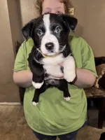 Yellow Collar , a male Border Collie and Labradoodle for sale in Madrid, IA – Photo 3 of 6