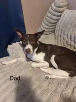Yellow Collar , a male Border Collie and Labradoodle for sale in Madrid, IA – Photo 5 of 6