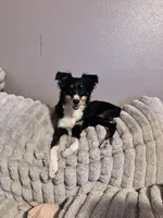 Yellow Collar , a male Border Collie and Labradoodle for sale in Madrid, IA – Photo 6 of 6