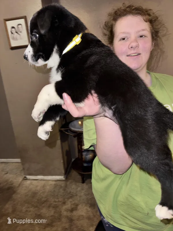 Yellow Collar  – Border Collie, Labradoodle puppy for sale in Madrid, IA