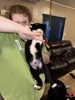 Yellow Collar , a male Border Collie and Labradoodle for sale in Madrid, IA – Photo 4 of 6