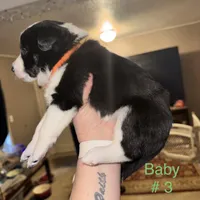 No name, a male Border Collie and Miniature Australian Shepherd for sale in Madrid, IA – Photo 3 of 6