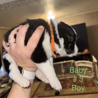 No name, a male Border Collie and Miniature Australian Shepherd for sale in Madrid, IA – Photo 2 of 6