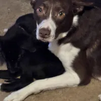 No name, a male Border Collie and Miniature Australian Shepherd for sale in Madrid, IA – Photo 4 of 6