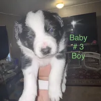 No name, a male Border Collie and Miniature Australian Shepherd for sale in Madrid, IA – Photo 1 of 6