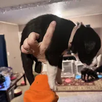 No name, a male Border Collie and Miniature Australian Shepherd for sale in Madrid, IA – Photo 6 of 6