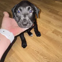 Bear, a male Border Collie and Labrador Retriever for sale in Madrid, IA – Photo 3 of 10