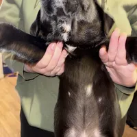 Bear, a male Border Collie and Labrador Retriever for sale in Madrid, IA – Photo 2 of 10