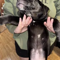 Bear, a male Border Collie and Labrador Retriever for sale in Madrid, IA – Photo 6 of 10