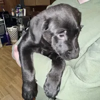 Bear, a male Border Collie and Labrador Retriever for sale in Madrid, IA – Photo 4 of 10