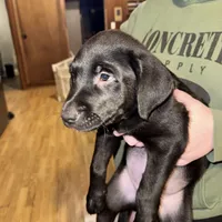 Bear, a male Border Collie and Labrador Retriever for sale in Madrid, IA – Photo 1 of 10