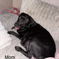 Bear, a male Border Collie and Labrador Retriever for sale in Madrid, IA – Photo 7 of 10