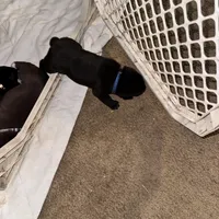 Bear, a male Border Collie and Labrador Retriever for sale in Madrid, IA – Photo 9 of 10