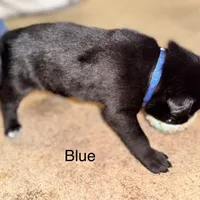 Bear, a male Border Collie and Labrador Retriever for sale in Madrid, IA – Photo 5 of 10