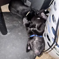 Bear, a male Border Collie and Labrador Retriever for sale in Madrid, IA – Photo 10 of 10