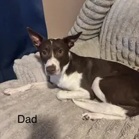Bear, a male Border Collie and Labrador Retriever for sale in Madrid, IA – Photo 8 of 10