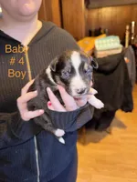No name , a male Border Collie and Miniature Australian Shepherd for sale in Madrid, IA – Photo 5 of 6