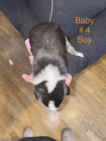 No name , a male Border Collie and Miniature Australian Shepherd for sale in Madrid, IA – Photo 6 of 6