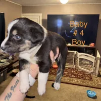 No name , a male Border Collie and Miniature Australian Shepherd for sale in Madrid, IA – Photo 2 of 6