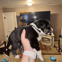 No name , a male Border Collie and Miniature Australian Shepherd for sale in Madrid, IA – Photo 1 of 6