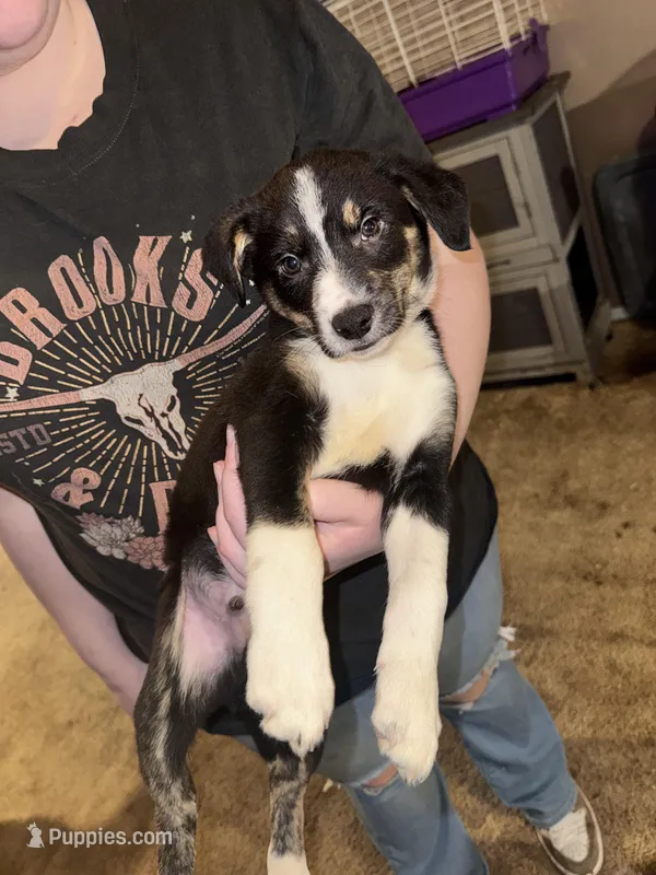 Green Collar – Border Collie, Miniature Australian Shepherd puppy for sale in Madrid, IA