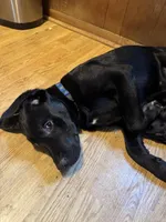 Ash, a male Border Collie and Labrador Retriever for sale in Madrid, IA – Photo 4 of 6