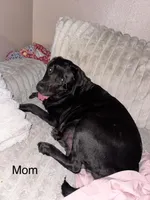 Ash, a male Border Collie and Labrador Retriever for sale in Madrid, IA – Photo 6 of 6