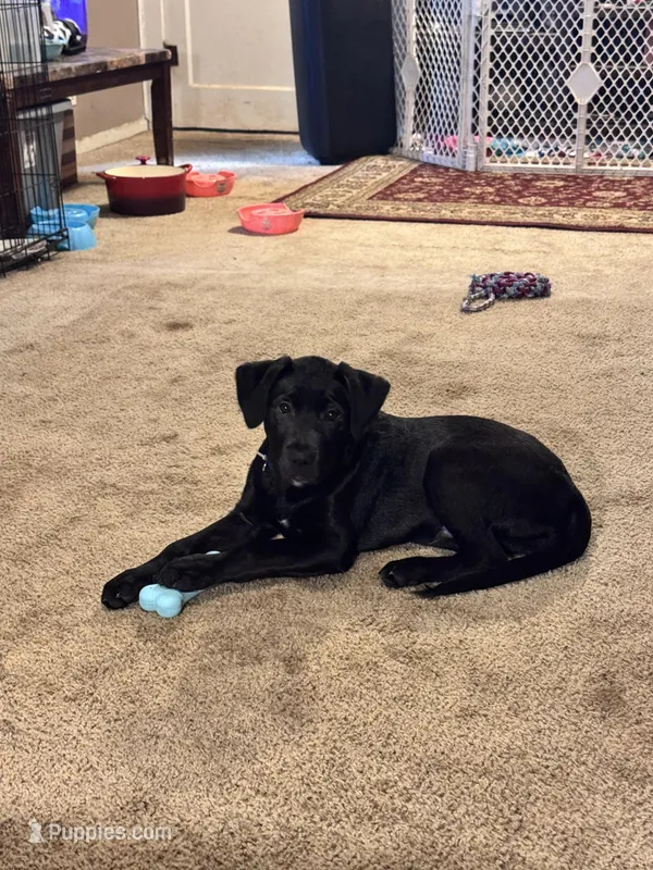 Ash – Border Collie, Labrador Retriever puppy on hold in Madrid, IA