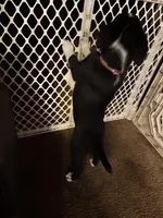 Khalessi, a female Border Collie and Miniature Australian Shepherd for sale in Madrid, IA – Photo 6 of 10