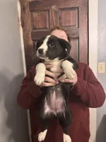 Khalessi, a female Border Collie and Miniature Australian Shepherd for sale in Madrid, IA – Photo 8 of 10