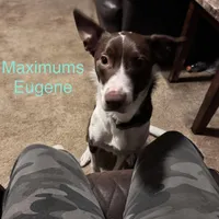 No name, a female Border Collie and Miniature Australian Shepherd for sale in Madrid, IA – Photo 4 of 5