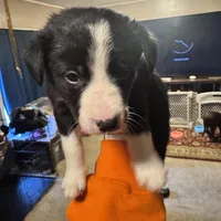 No name, a female Border Collie and Miniature Australian Shepherd for sale in Madrid, IA – Photo 1 of 5
