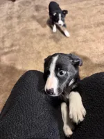 Khalessi, a female Border Collie and Miniature Australian Shepherd for sale in Madrid, IA – Photo 1 of 10