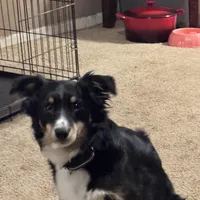 No name, a female Border Collie and Miniature Australian Shepherd for sale in Madrid, IA – Photo 5 of 5