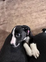Khalessi, a female Border Collie and Miniature Australian Shepherd for sale in Madrid, IA – Photo 7 of 10