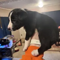 No name, a female Border Collie and Miniature Australian Shepherd for sale in Madrid, IA – Photo 2 of 5