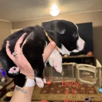 No name, a male Border Collie and Miniature Australian Shepherd for sale in Madrid, IA – Photo 3 of 5