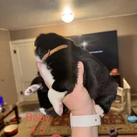 No name, a male Border Collie and Miniature Australian Shepherd for sale in Madrid, IA – Photo 2 of 5