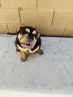 Tiffy, a female English Bulldog for sale in Visalia, CA – 6 of 10