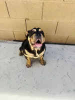 Tiffy, a female English Bulldog for sale in Visalia, CA – 7 of 10