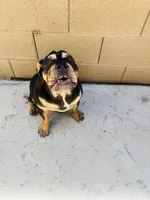 Tiffy, a female English Bulldog for sale in Visalia, CA – 8 of 10