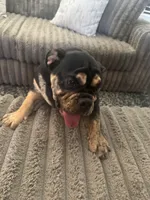 Tiffy, a female English Bulldog for sale in Visalia, CA – 3 of 10